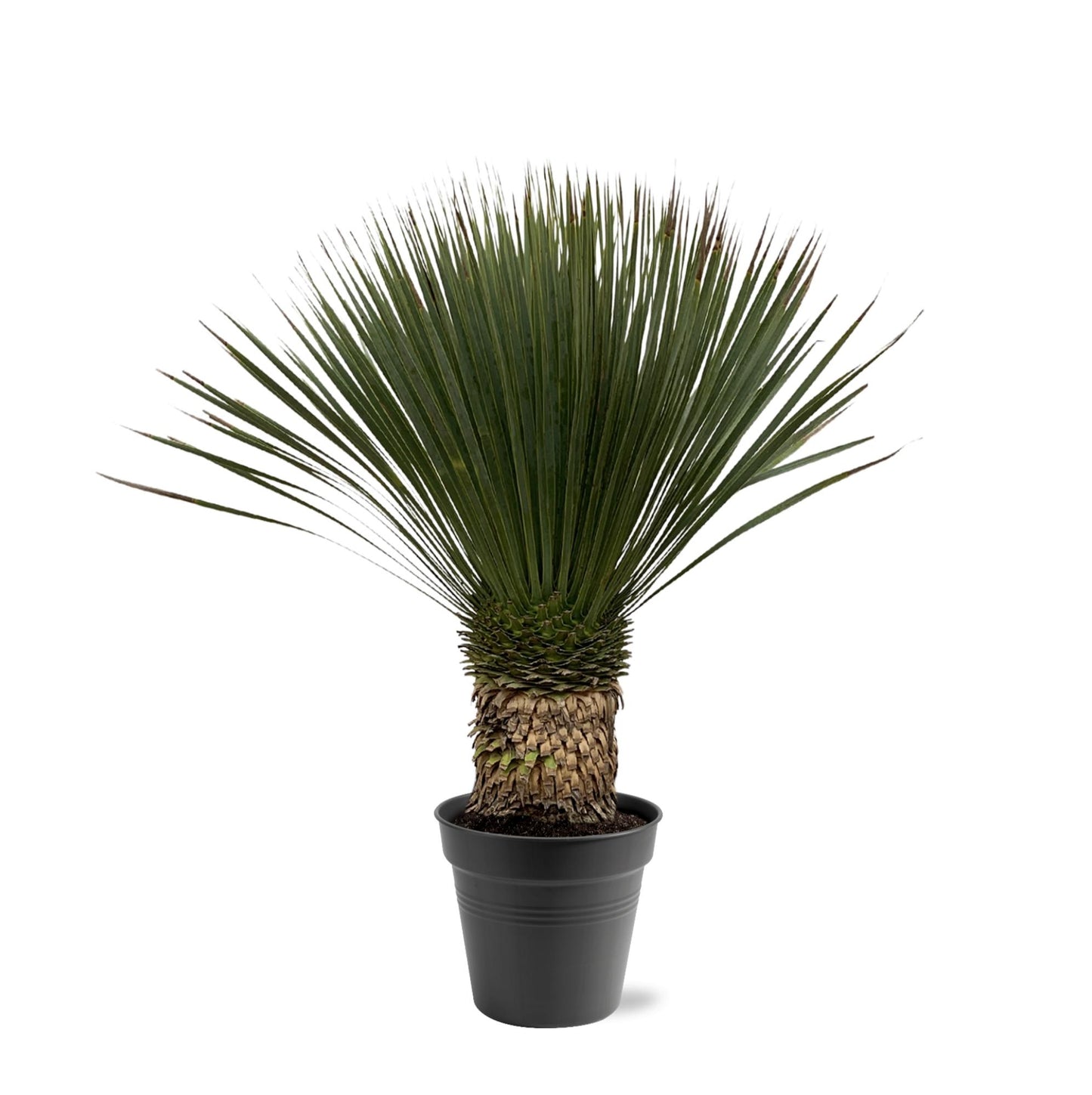 Yucca Rostrata - 80 - 100cm- Ø38