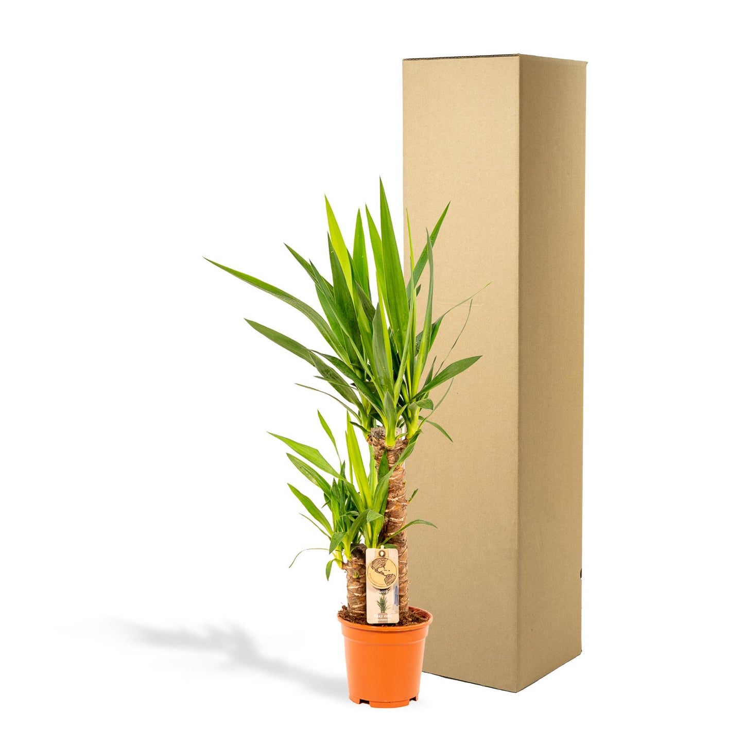 Palmlilie Yucca - Ø17cm - ↕90cm