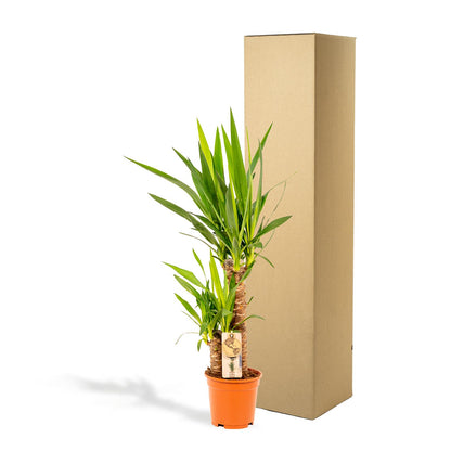 Palmlilie Yucca - Ø17cm - ↕90cm