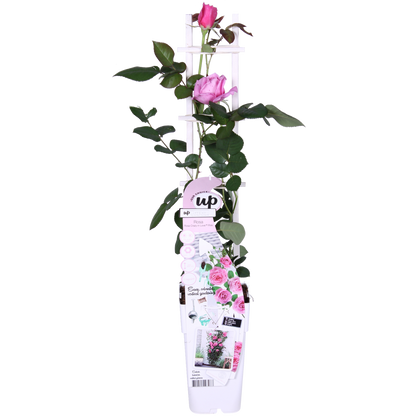 Rosa Crazy in love 'Pink' - Rosa Rose - Ø15cm - ↕65cm