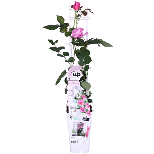 Rosa Crazy in love 'Pink' - Rosa Rose - Ø15cm - ↕65cm