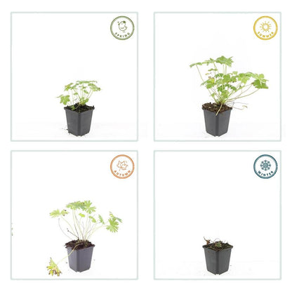 6x Geranium 'Tiny Monster' - ↕10-25cm - Ø9cm