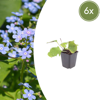 6x kaukasisches Vergissmeinnicht - Brunnera macrophylla - ↕10-25cm - Ø9cm