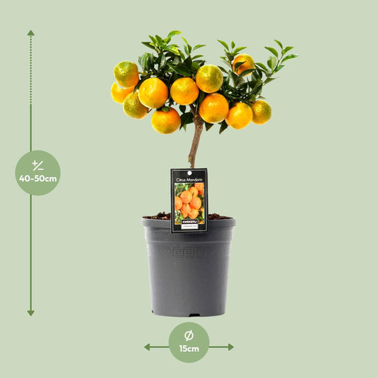 Citrus Mandarin - Ø16cm - ↕45cm