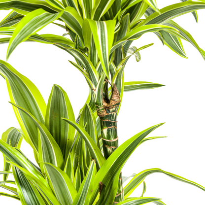Drachenbaum - Dracaena Deremensis Lemon Lime Ø24cm - ↕130 - 150cm