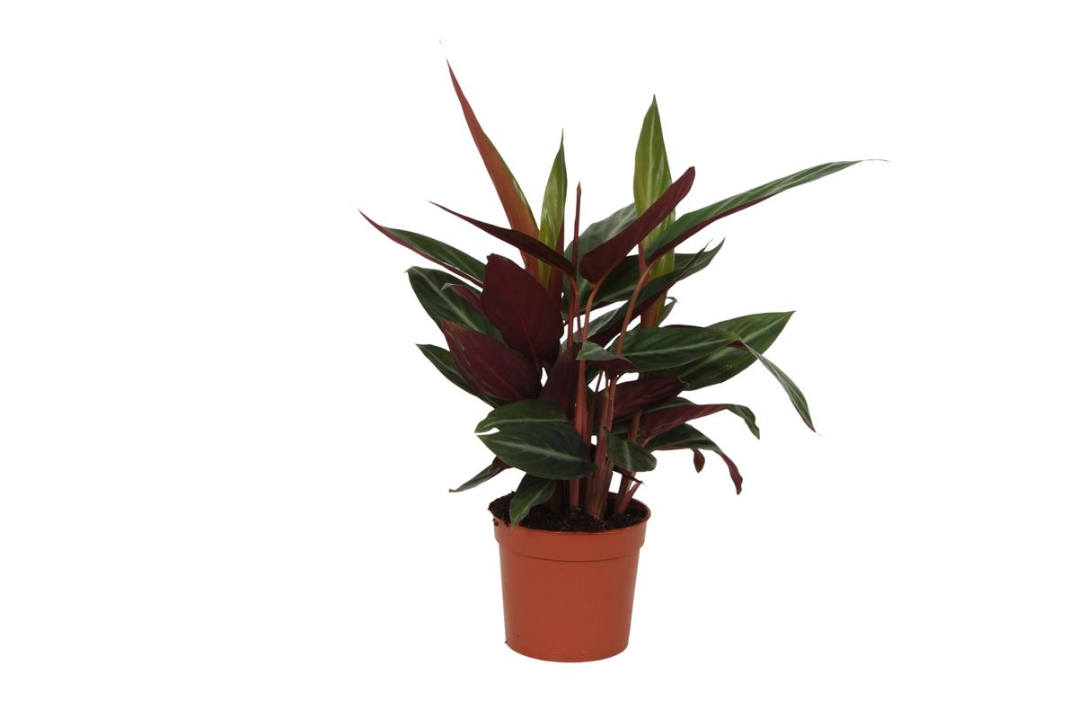Korbmarante - Calathea Stripestar - 40 cm - Ø12cm