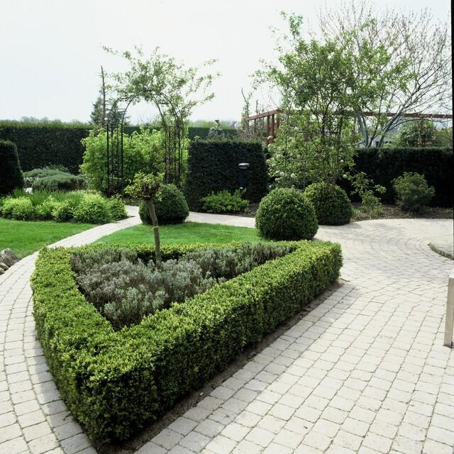 6x Buchsbaum - Buxus Sempervirens - ↕10-25cm - Ø9cm