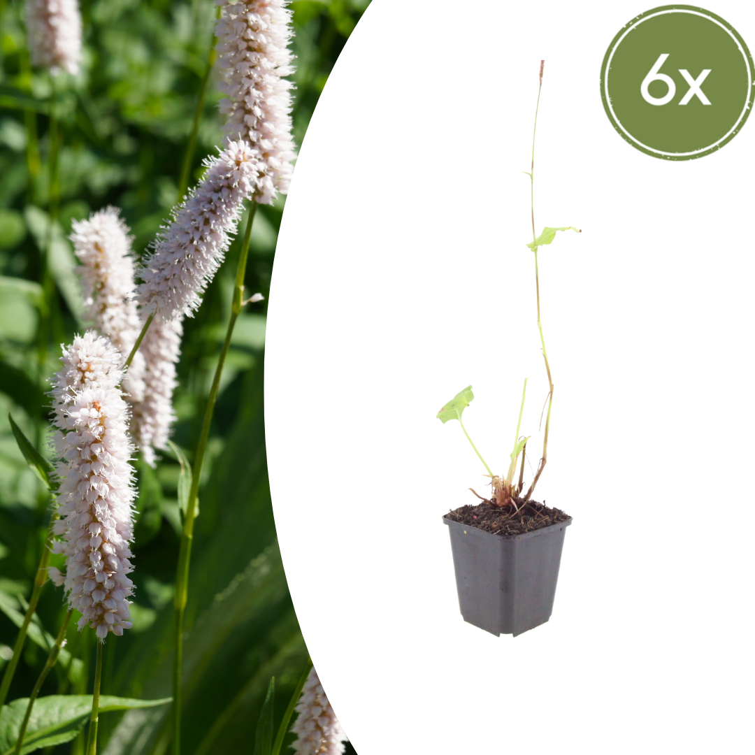 6x Knöterich - Persicaria bistorta 'Superba' - ↕10-25cm - Ø9cm