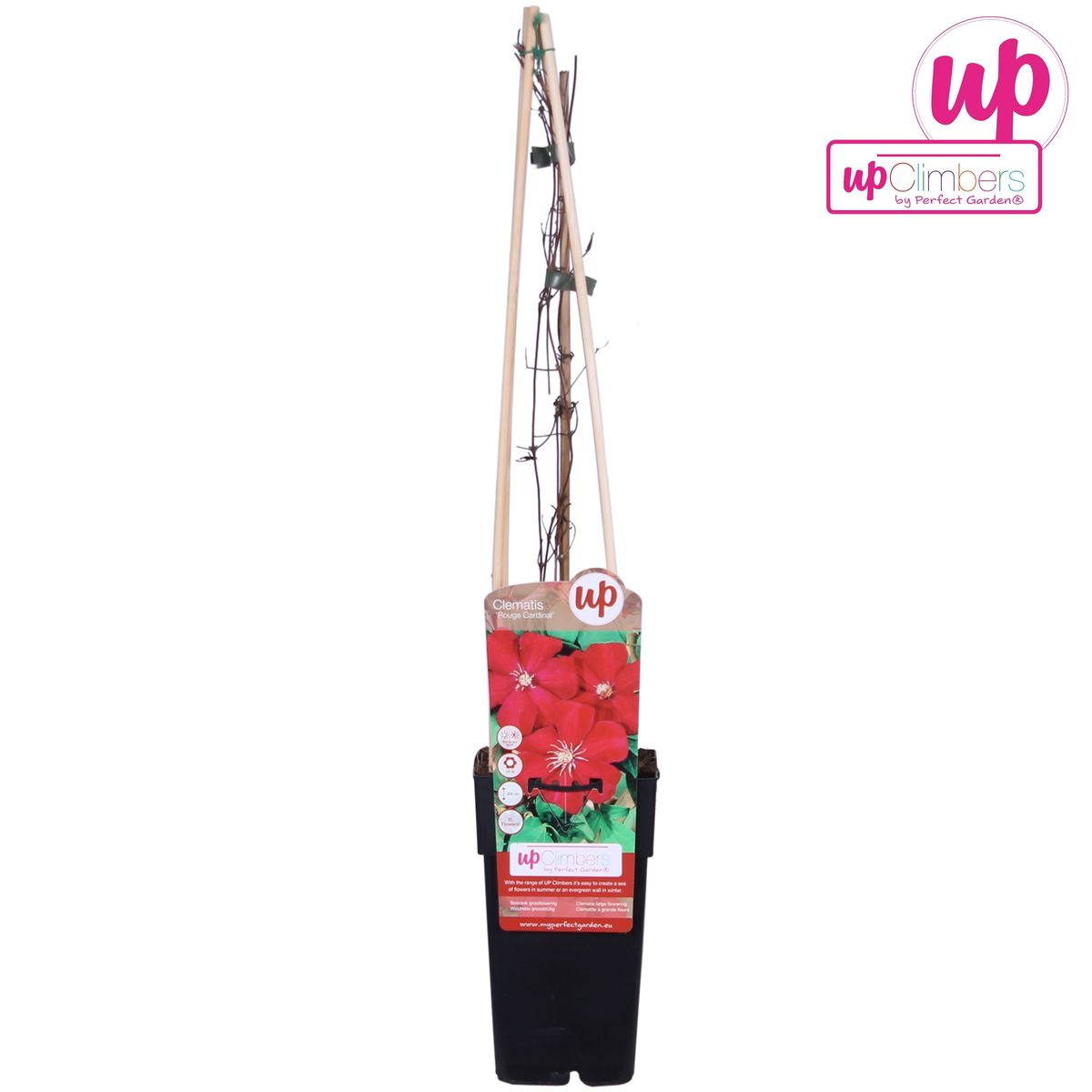 Clematis Hagley Hybrid - Clematis Rot - Ø15cm - ↕65cm