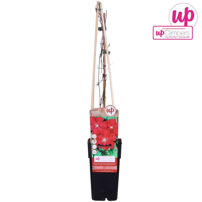 Clematis Hagley Hybrid - Clematis Rot - Ø15cm - ↕65cm