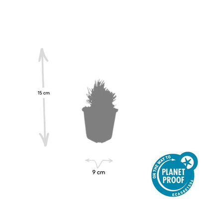 6x Lavandula ang. 'Dwarf Blue' - ↕10-25cm - Ø9cm