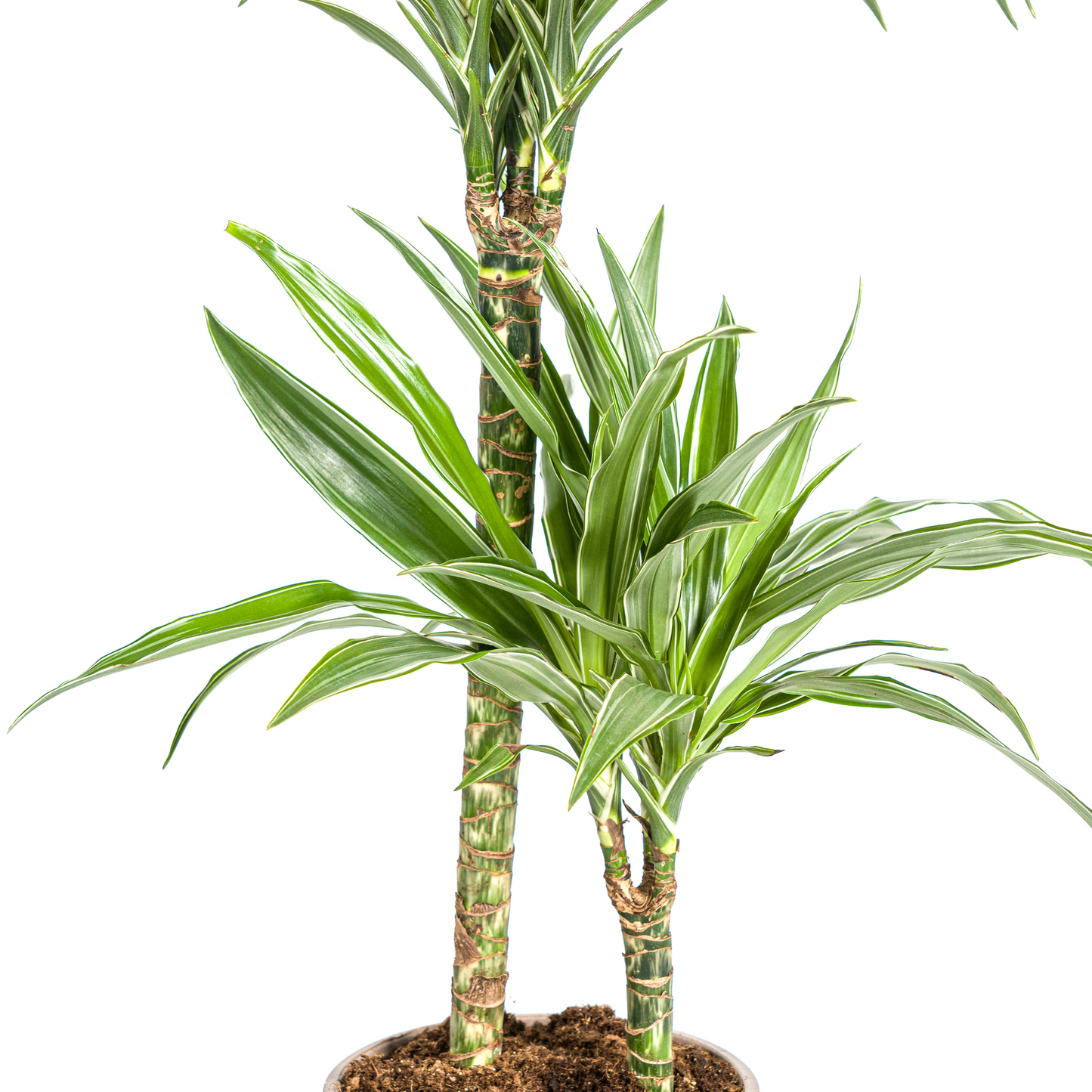 Drachenbaum - Dracaena Deremensis White Stripe Ø19cm - ↕70 - 90cm