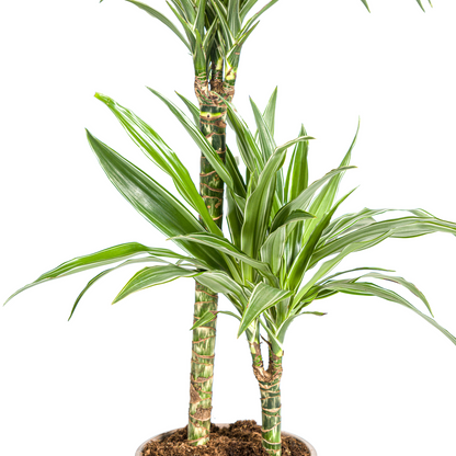 Drachenbaum - Dracaena Deremensis White Stripe Ø19cm - ↕70 - 90cm