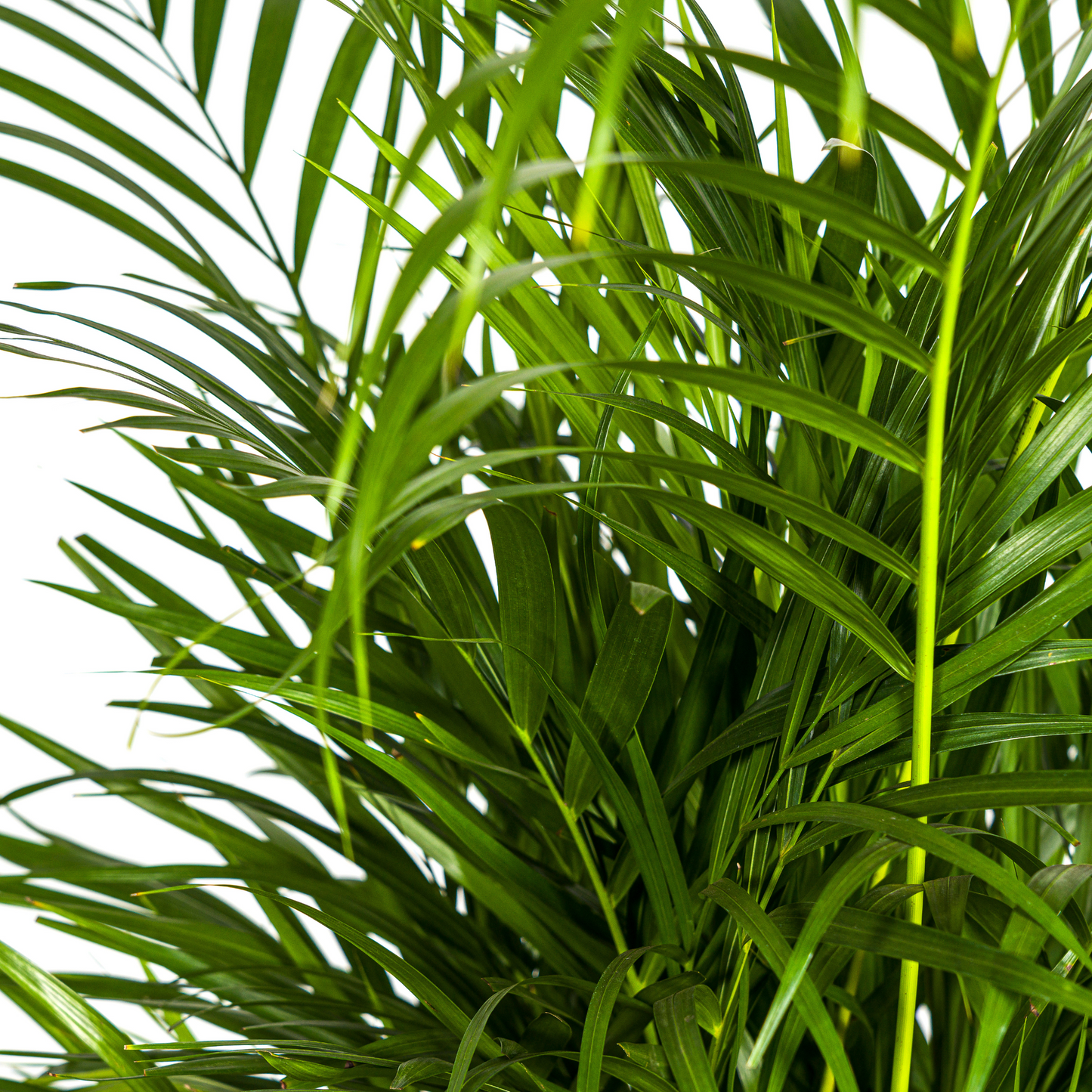 Dypsis Areca Lutescens mit Korb Ø21cm - ↕100 - 120cm