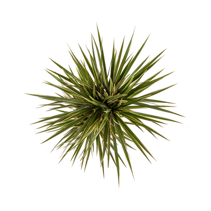Drachenbaum - Dracaena Marginata Bicolor - Ø17cm - ↕50 - 70cm