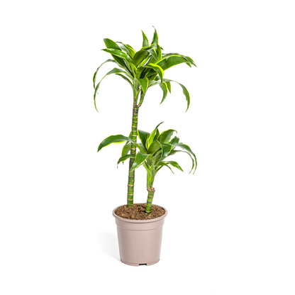 Drachenbaum - Dracaena Deremensis Dorado Ø19cm - ↕70 - 90cm