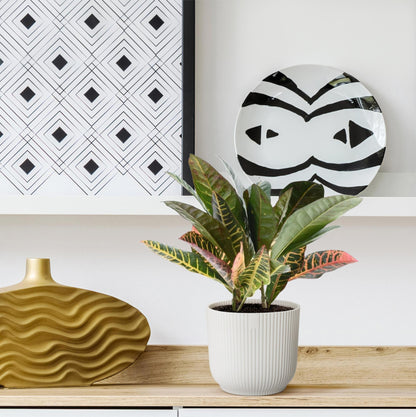 Wunderstrauch - Codiaeum variegatum 'Petra' - 30 cm - ø12