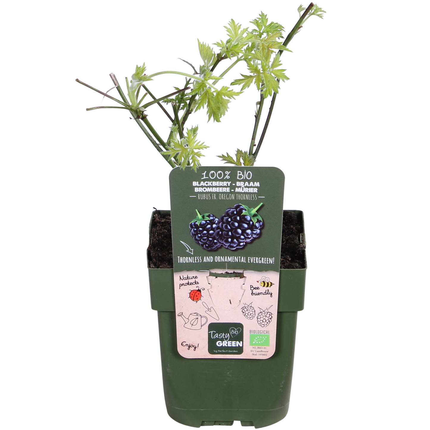 Rubus fruticosus 'Thornless Evergreen' - Dornenlose Brombeere - Ø13cm - ↕45cm