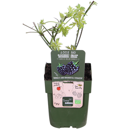 Rubus fruticosus 'Thornless Evergreen' - Dornenlose Brombeere - Ø13cm - ↕45cm