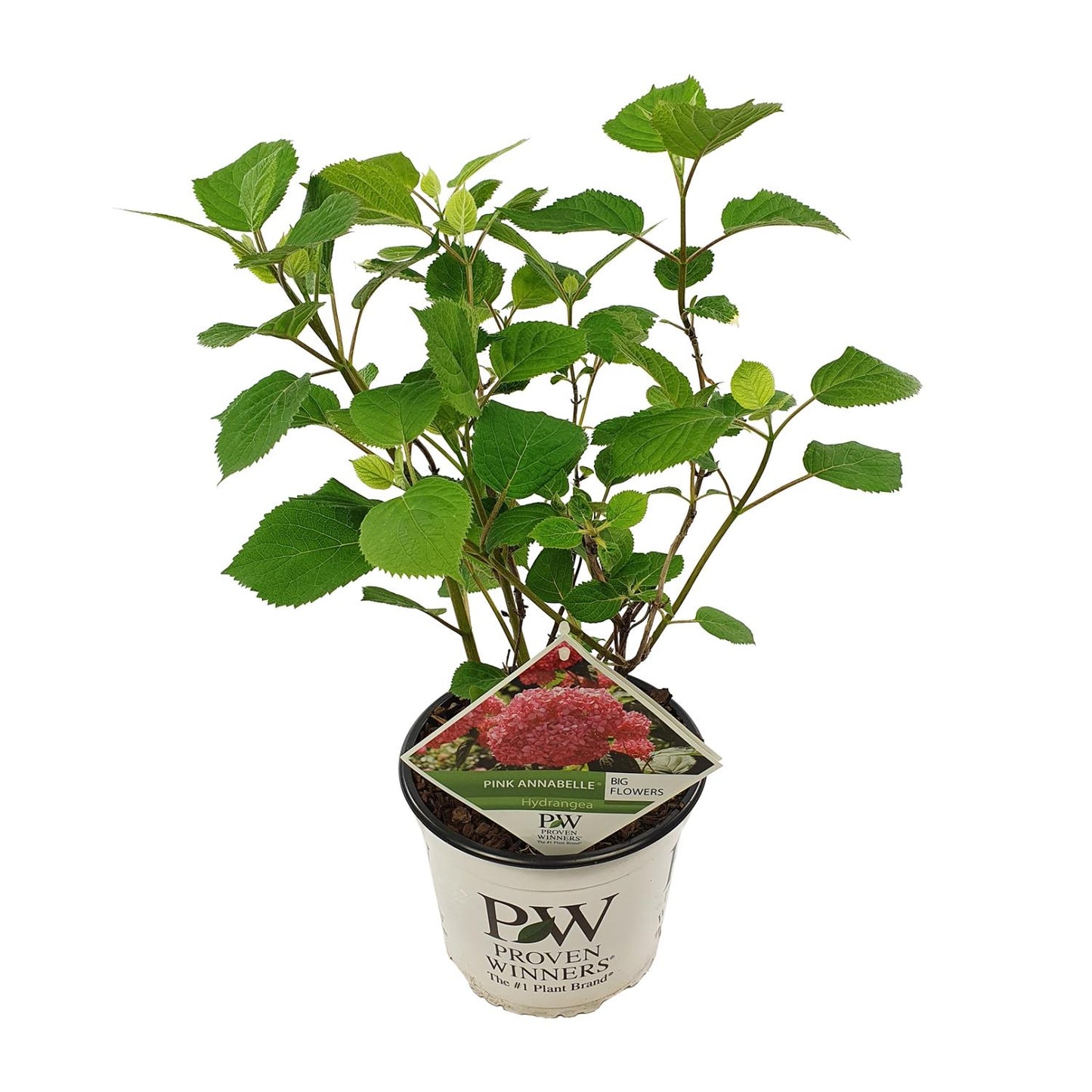 Endlose Hortensie - Hydrangea arbo. 'Pink Annabelle' - Ø19cm - ↕30cm