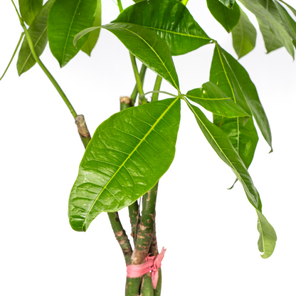 Pachira Aquatica Ø24cm - ↕120 - 140cm