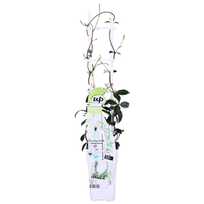 weißer Stern Jasmin - Trachelospermum 'Star of Venice' - Ø15cm - ↕65cm