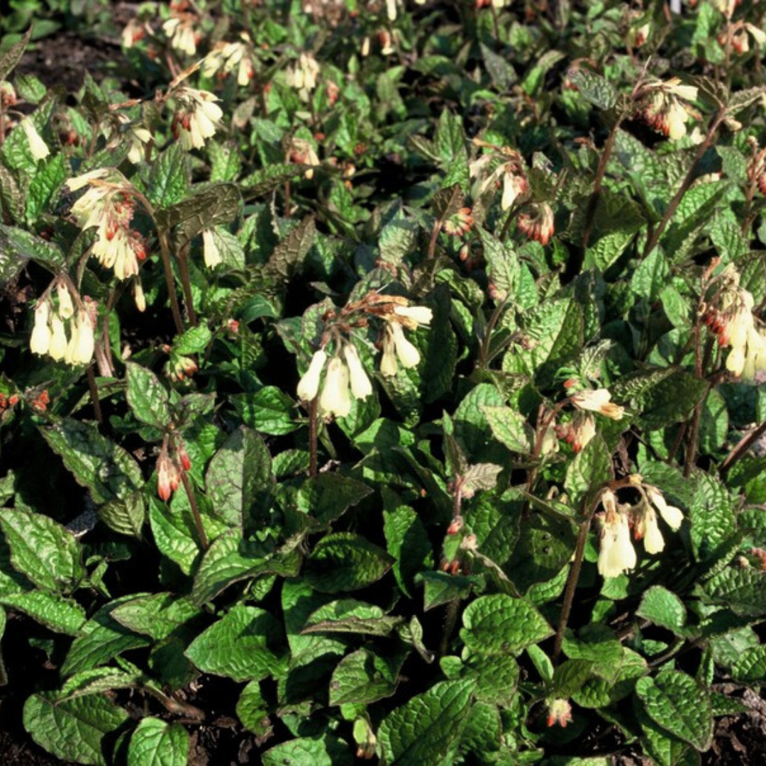 6x Kaukasus Beinwell - Symphytum grandiflorum - ↕10-25cm - Ø9cm