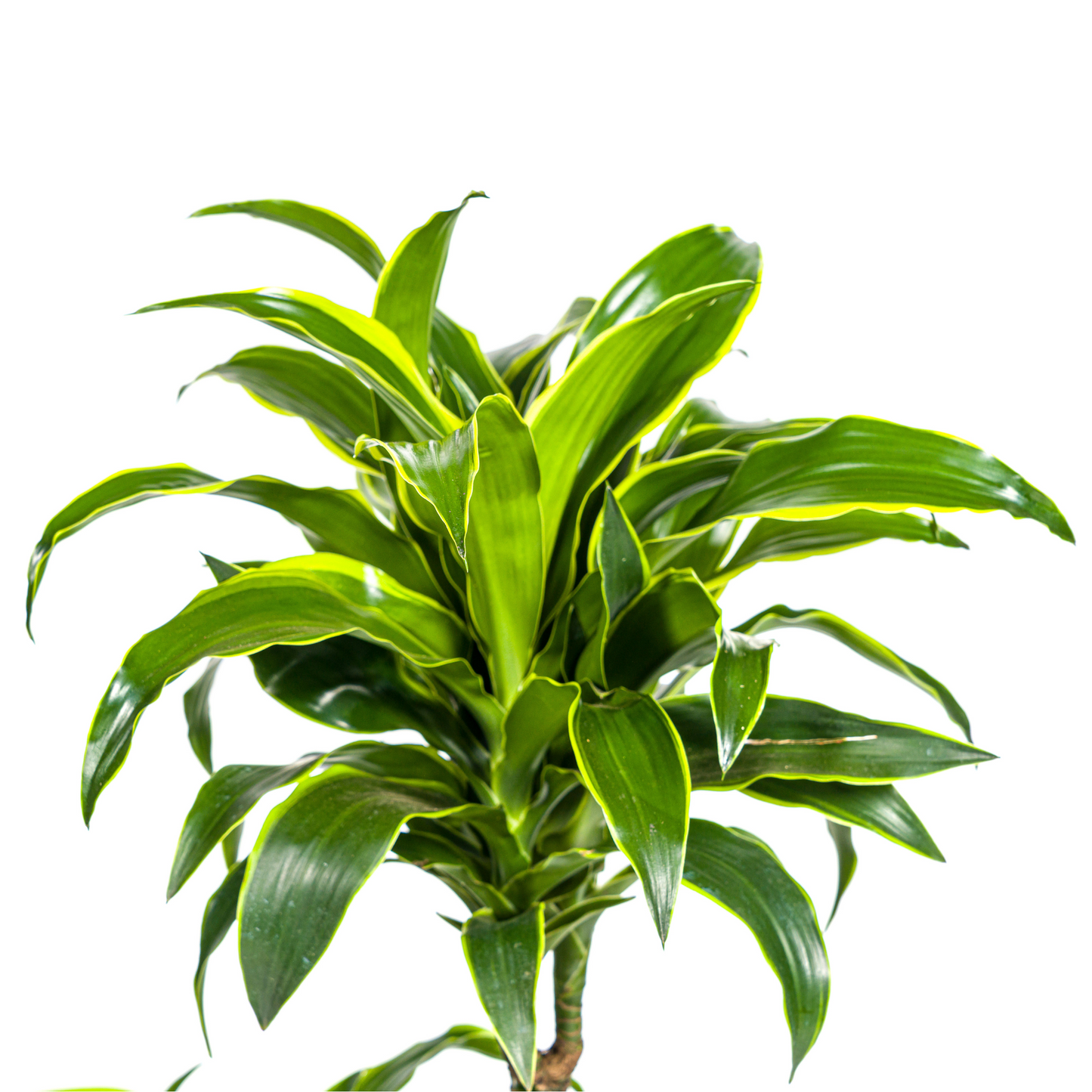 Drachenbaum - Dracaena Deremensis Dorado mit Korb Ø21cm - ↕100 - 120cm