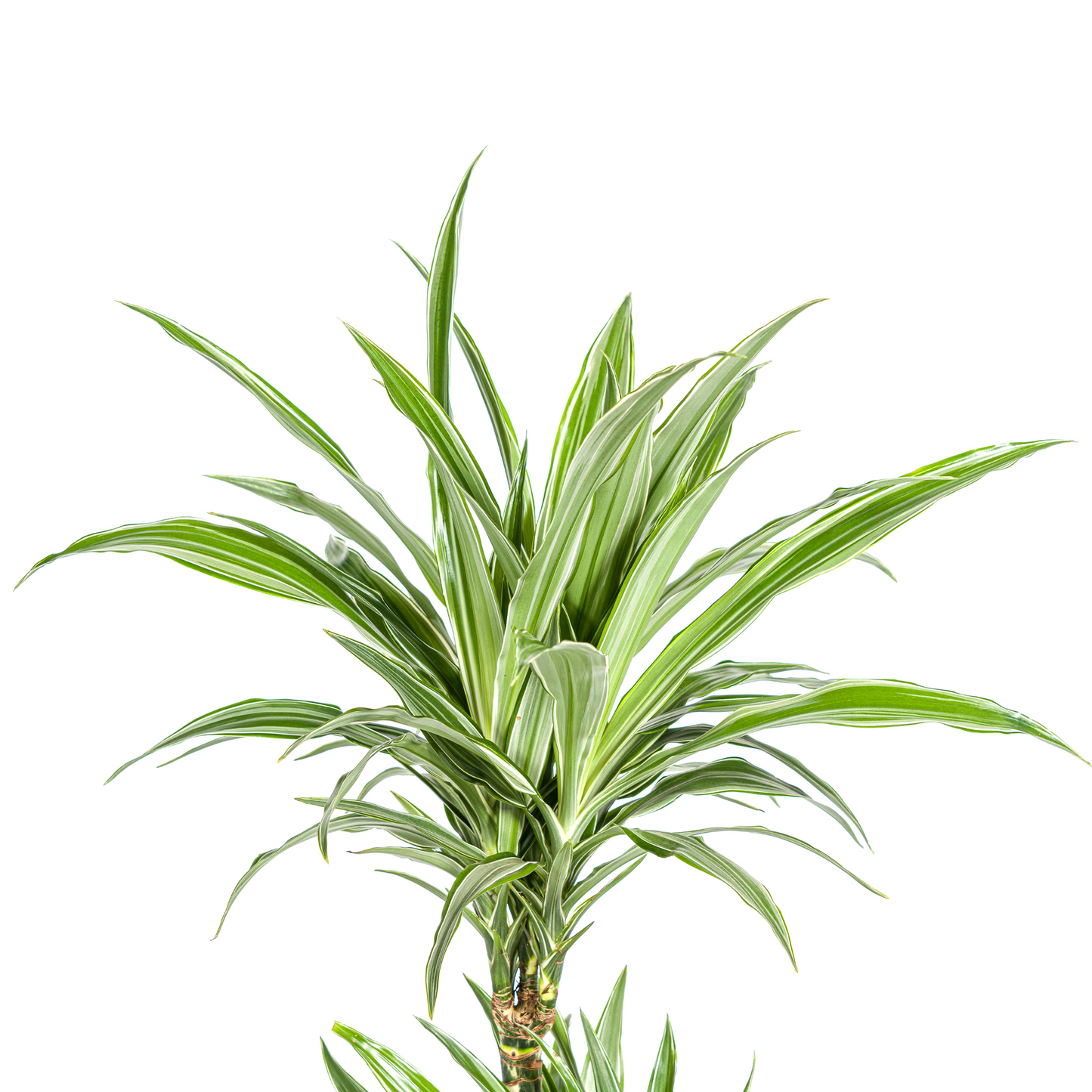 Drachenbaum - Dracaena Deremensis White Stripe Ø19cm - ↕70 - 90cm