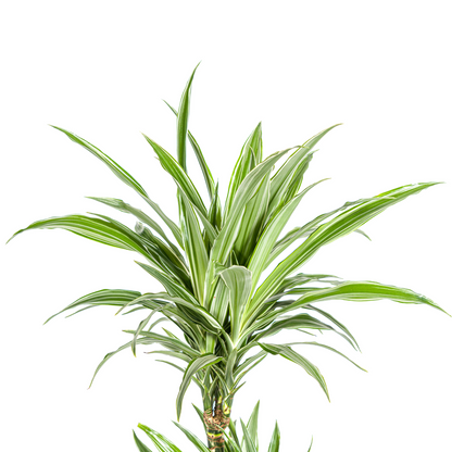 Drachenbaum - Dracaena Deremensis White Stripe Ø19cm - ↕70 - 90cm