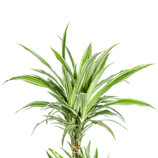Drachenbaum - Dracaena Deremensis White Stripe Ø19cm - ↕70 - 90cm