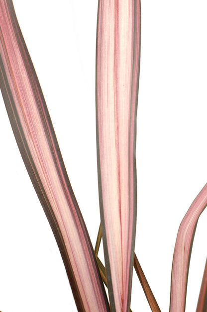 Phormium 'Pink Flamingo' - Ø14cm - ↕50cm
