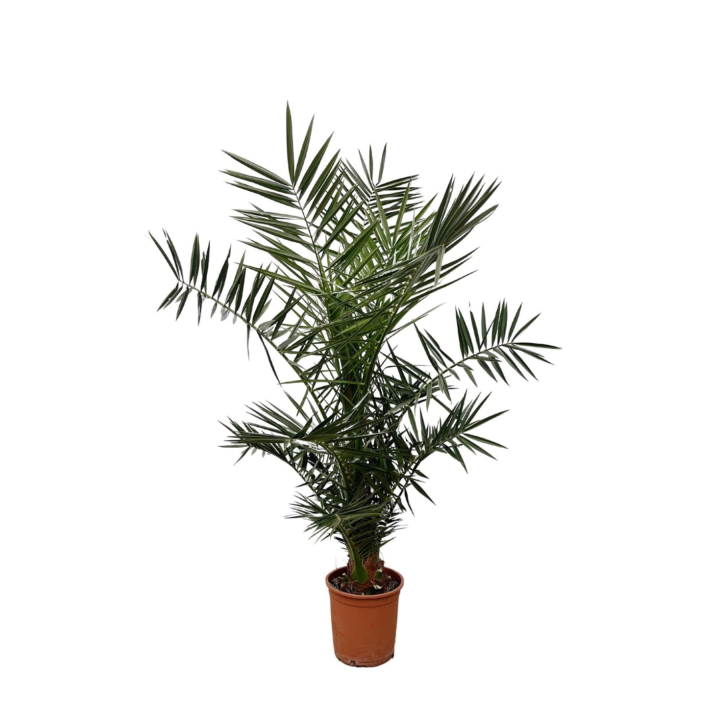 Phoenix Canariensis - 140 cm - Ø21cm