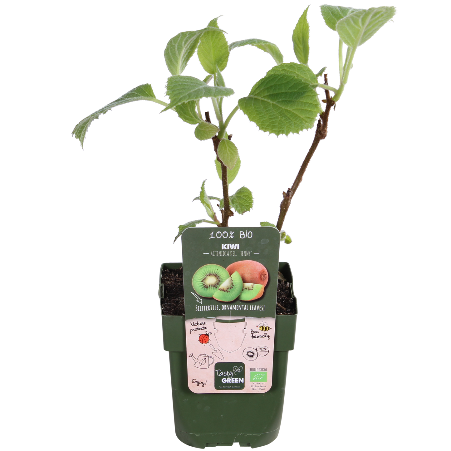 3x Kiwi - Actinidia delciosioa 'Jenny' - ↨45cm - Ø13