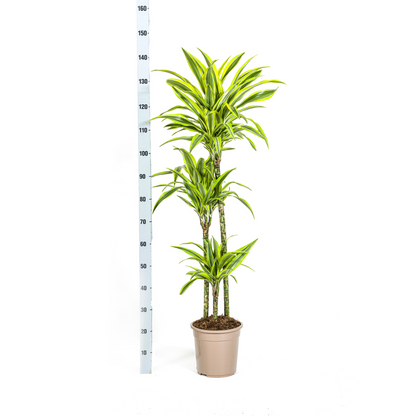 Drachenbaum - Dracaena Deremensis Lemon Lime Ø24cm - ↕130 - 150cm