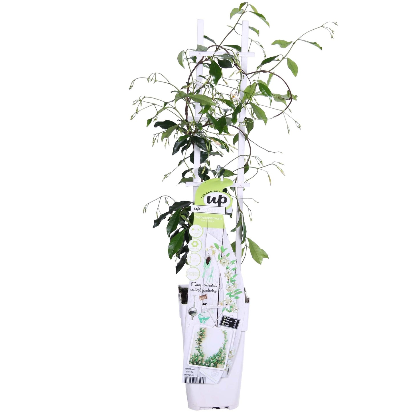weißer Stern Jasmin - Trachelospermum 'Star of Venice' - Ø15cm - ↕65cm