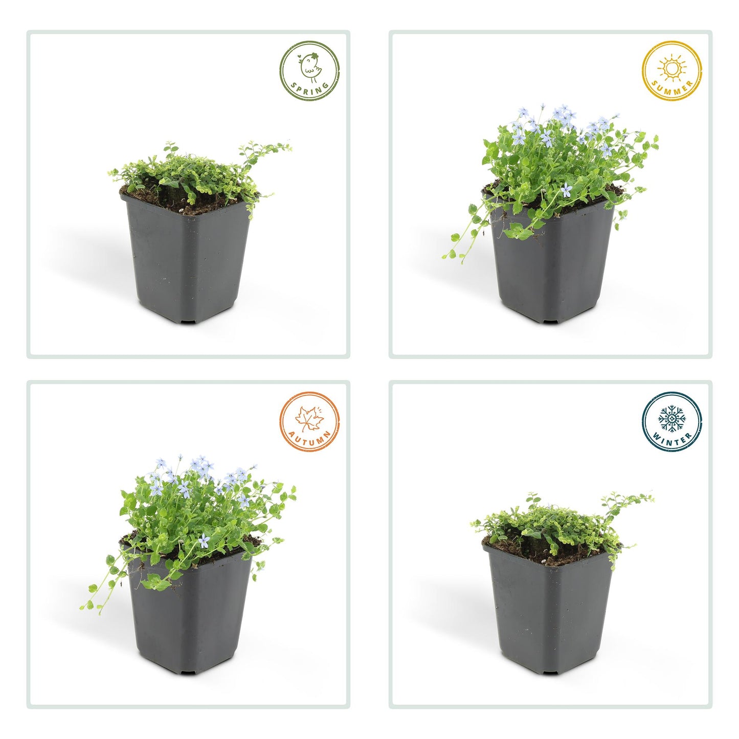 6x Isotoma fluviatilis - Blauer Sternteppich - ↕10-25cm - Ø9cm