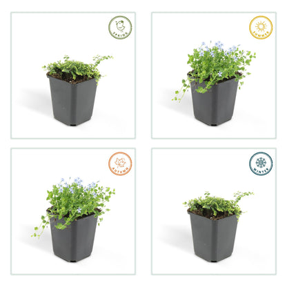 6x Isotoma fluviatilis - Blauer Sternteppich - ↕10-25cm - Ø9cm