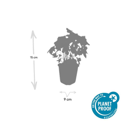 6x knotiger Storchschnabel - Geranium nodosum - ↕10-25cm - Ø9cm
