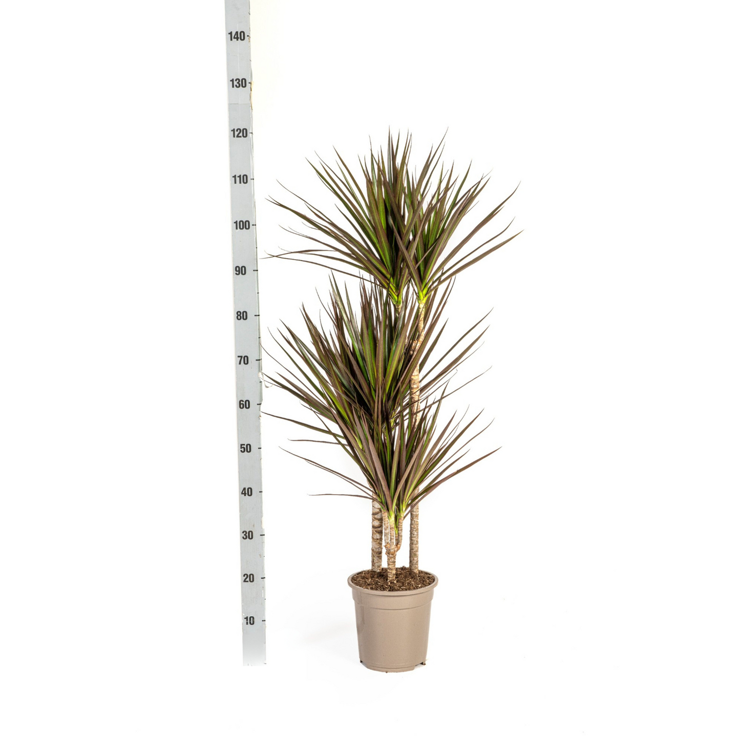 Drachenbaum - Dracaena Marginata Magenta Ø21cm - ↕110 - 130cm