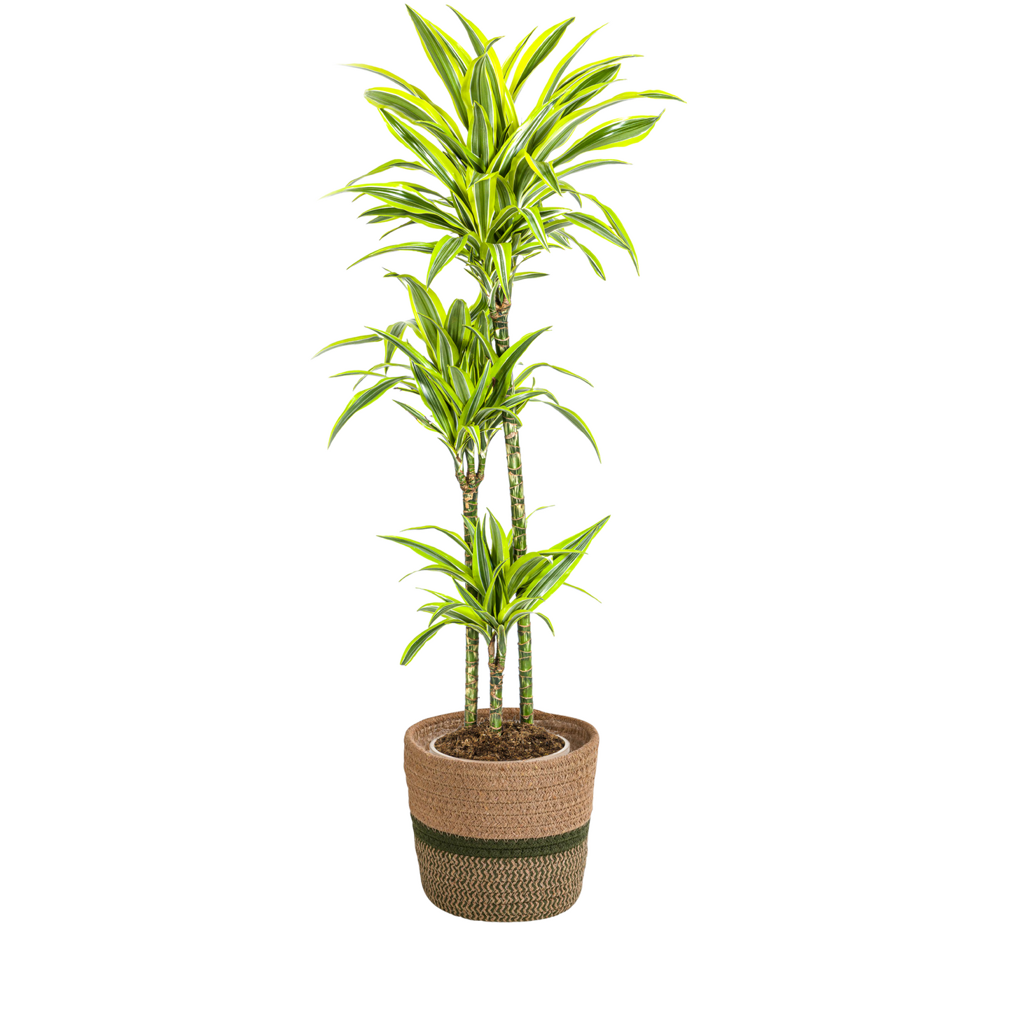 Drachenbaum - Dracaena Deremensis Lemon Lime mit Korb Ø24cm - ↕130 - 150cm