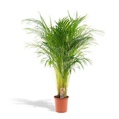 Areca-Palme Zimmerpalme - Ø21cm - ↕100cm