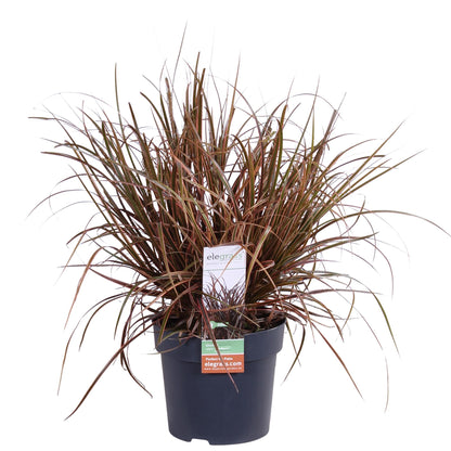 Uncinia rubra Everflame - Ø19cm - ↕40cm - Ø14 - ↨30cm