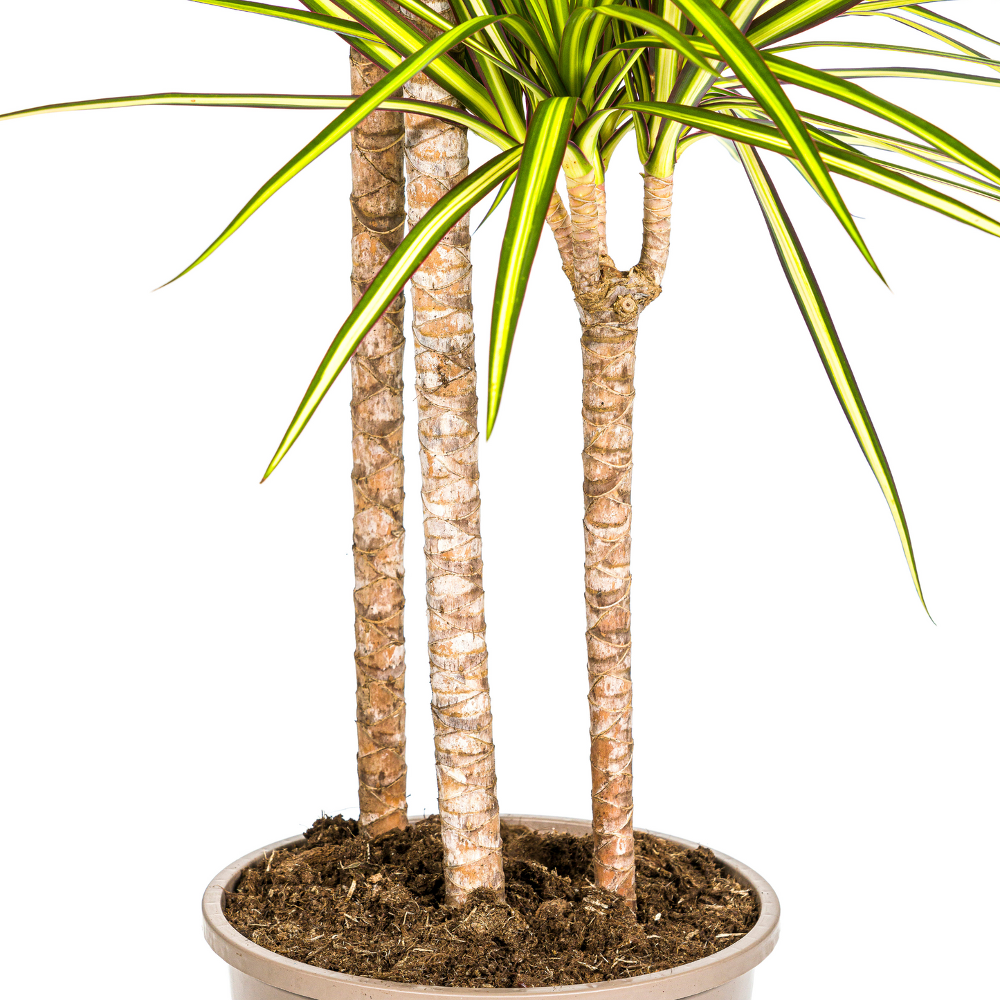 Drachenbaum - Dracaena Marginata Sunray Ø24cm - ↕130 - 150cm