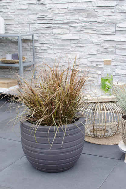 Uncinia rubra Everflame - Ø19cm - ↕40cm - Ø19 - ↨40cm