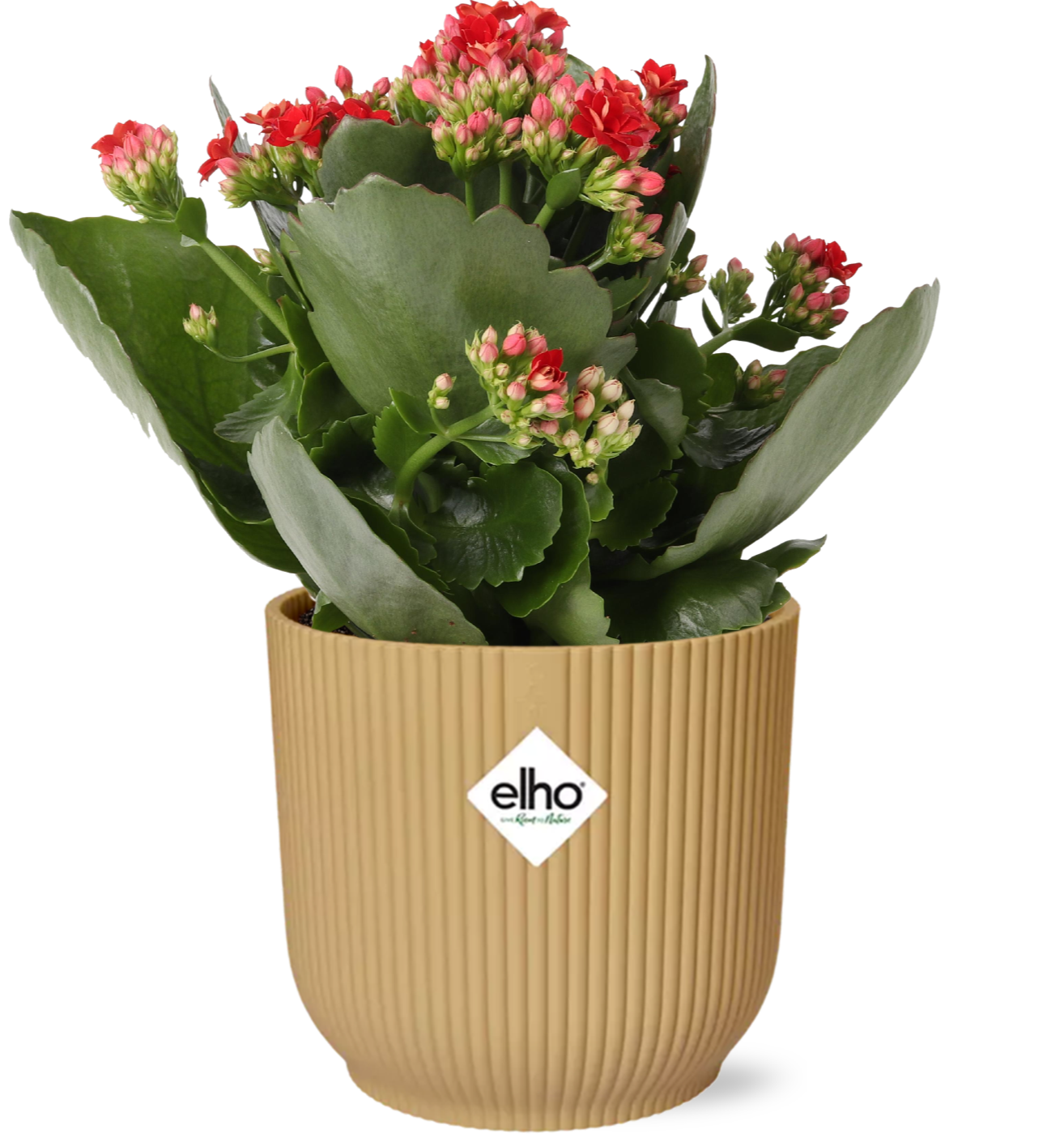 Flammendes Käthchen - Kalanchoe Rosalina Don Justino rot + Topf 14cm gelb
