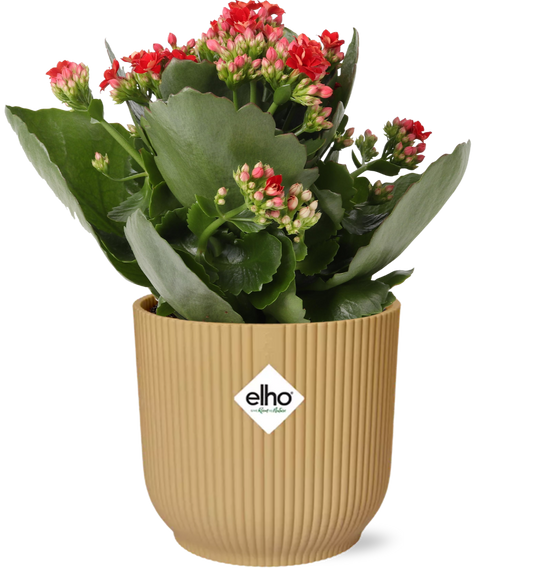 Flammendes Käthchen - Kalanchoe Rosalina Don Justino rot + Topf 14cm gelb