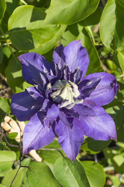 blaue Clematis "Multi Blue" - Ø15cm - ↕65cm