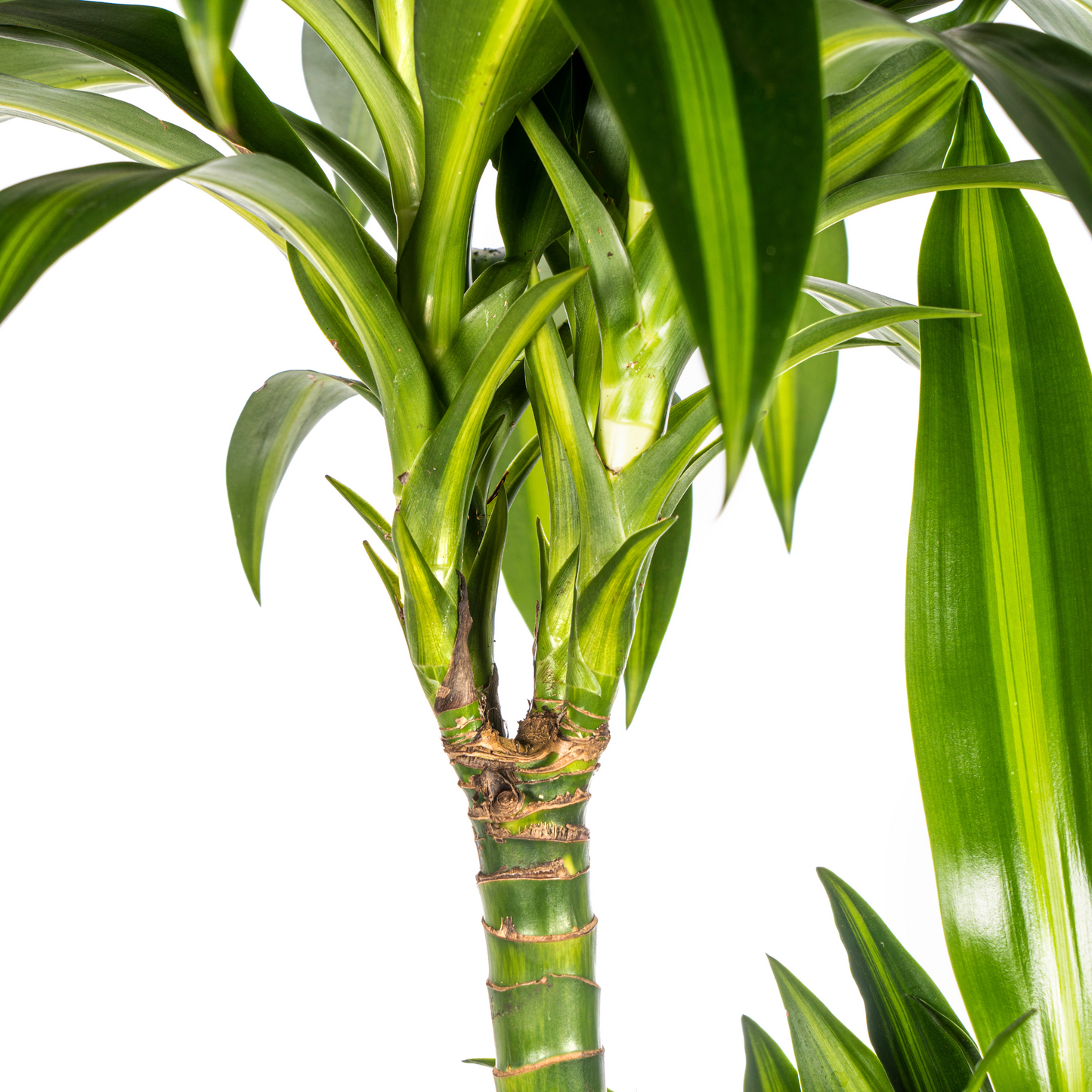 Drachenbaum - Dracaena Deremensis Hawaiian Sunshine Ø24cm - ↕130 - 150cm