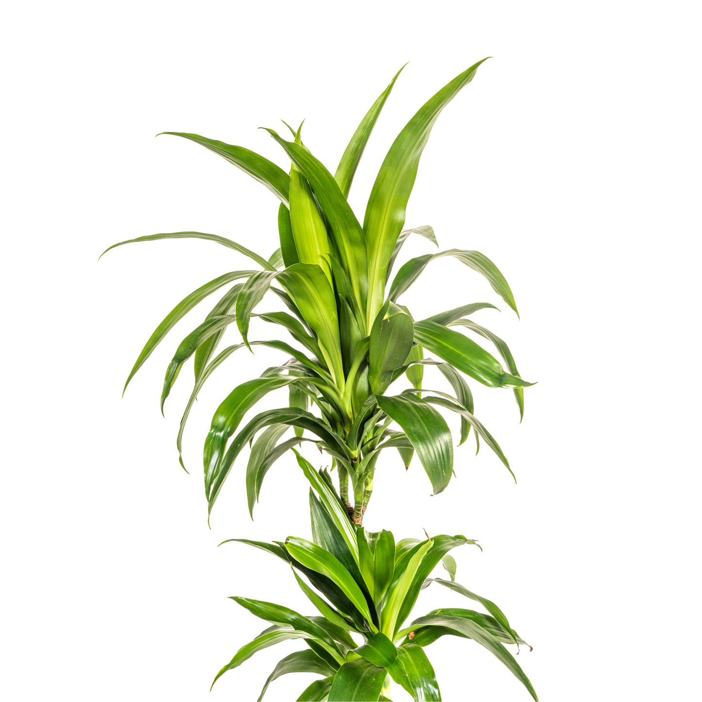 Drachenbaum - Dracaena Deremensis Lisa Ø19cm - ↕70 - 90cm